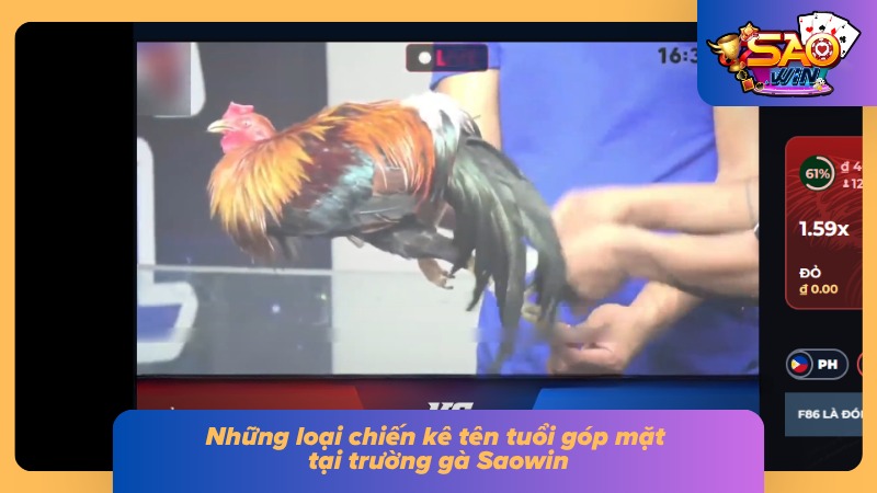 Đá Gà Thomo Saowin - Trận Chiến Đỉnh Cao Không Thể Bỏ Lỡ 3 Các loại gà chiến dũng mãnh trong trường gà Saowin